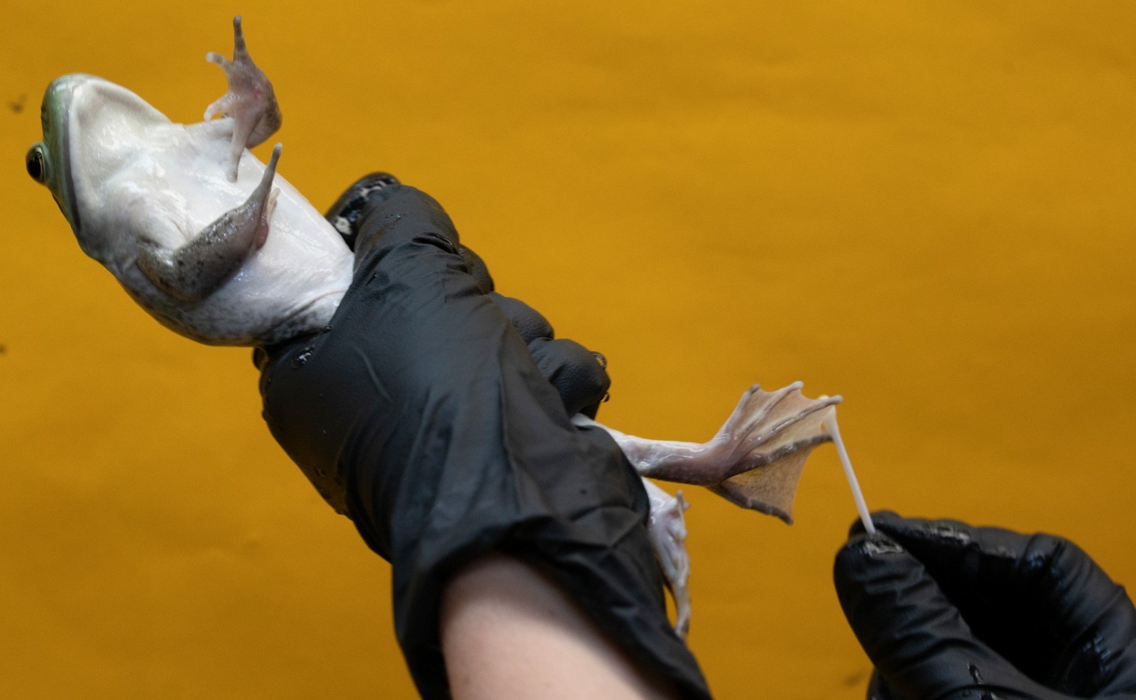 Pesquisa indica que fungo fatal para anfíbios surgiu no Brasil e aponta exportação de rã-touro como agravante