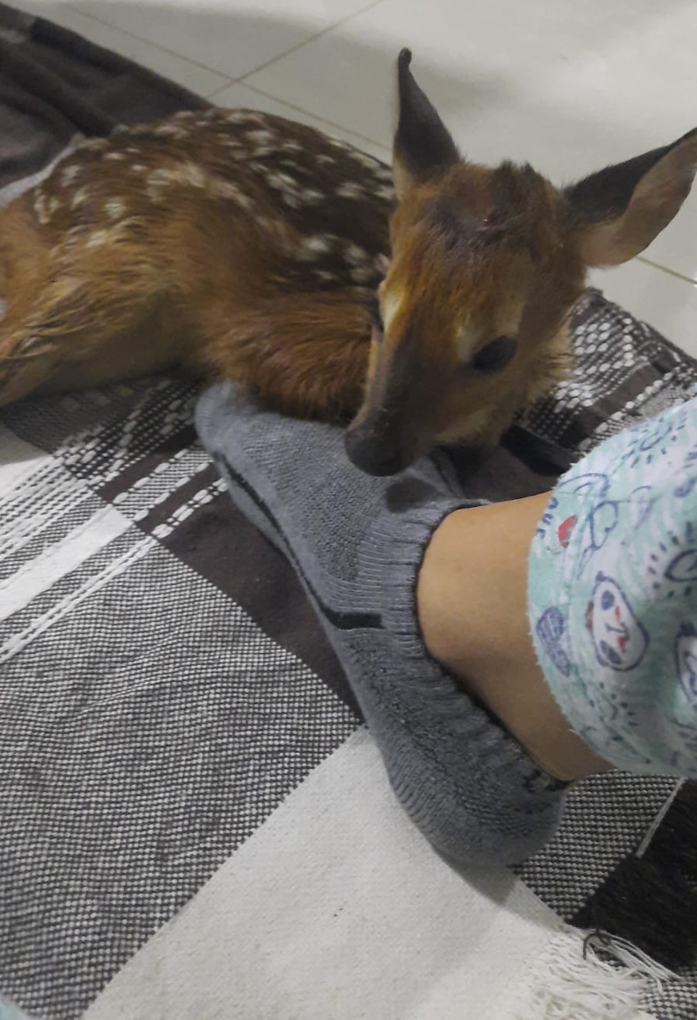 VÍDEO: Filhote de veado é encontrado em quintal e família amamenta animal  com seringa no ES | Sul do ES | G1