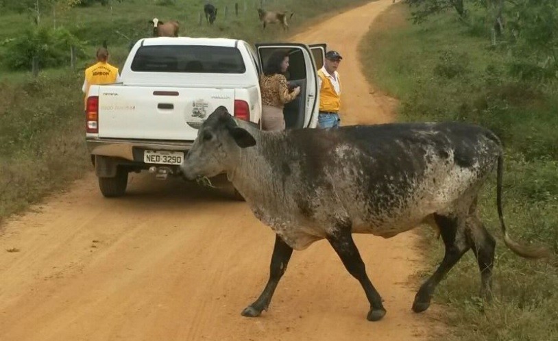 Dez pessoas são conduzidas por manter animais soltos em rodovias de Parnaíba, no litoral do Piauí