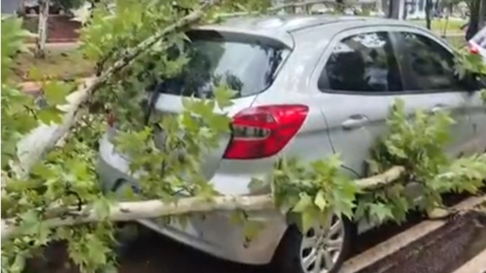 Árvore cai em cima de carro na Avenida Paraná — Foto: RPC Foz do Iguaçu