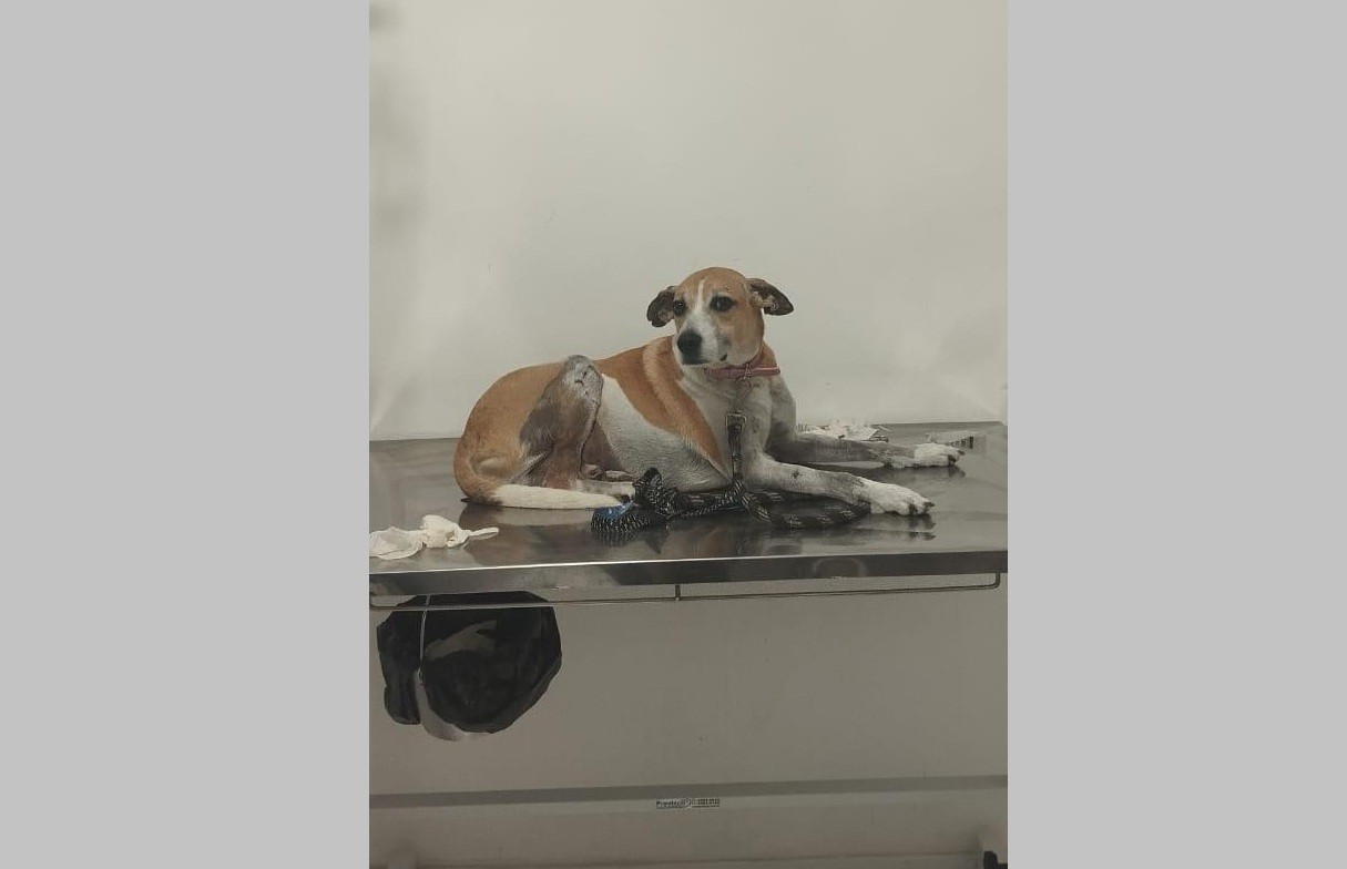 Cachorro comunitário é encontrado morto em ponto turístico em Saquarema