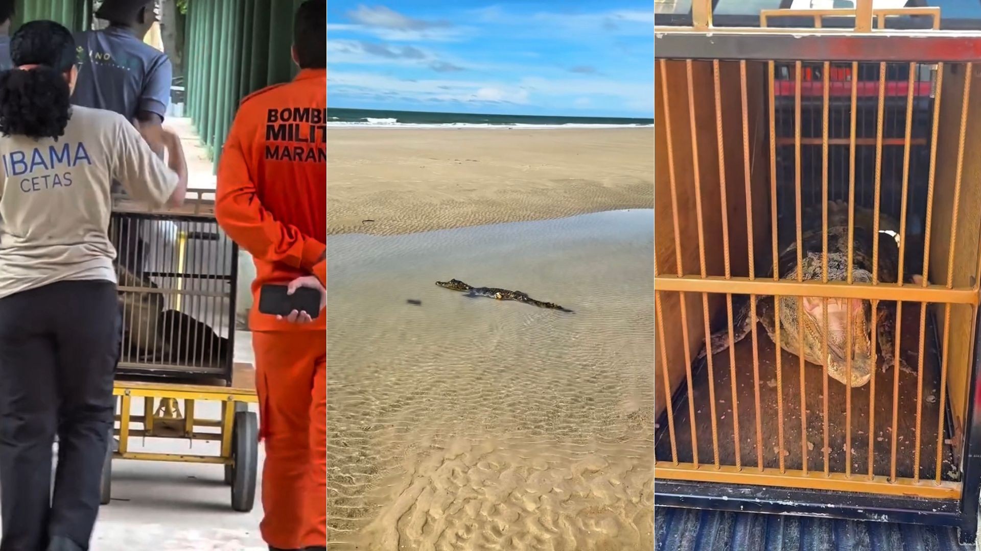 VÍDEO: Jacaré é flagrado em lagoa da maré seca na praia de São Marcos, em São Luís 