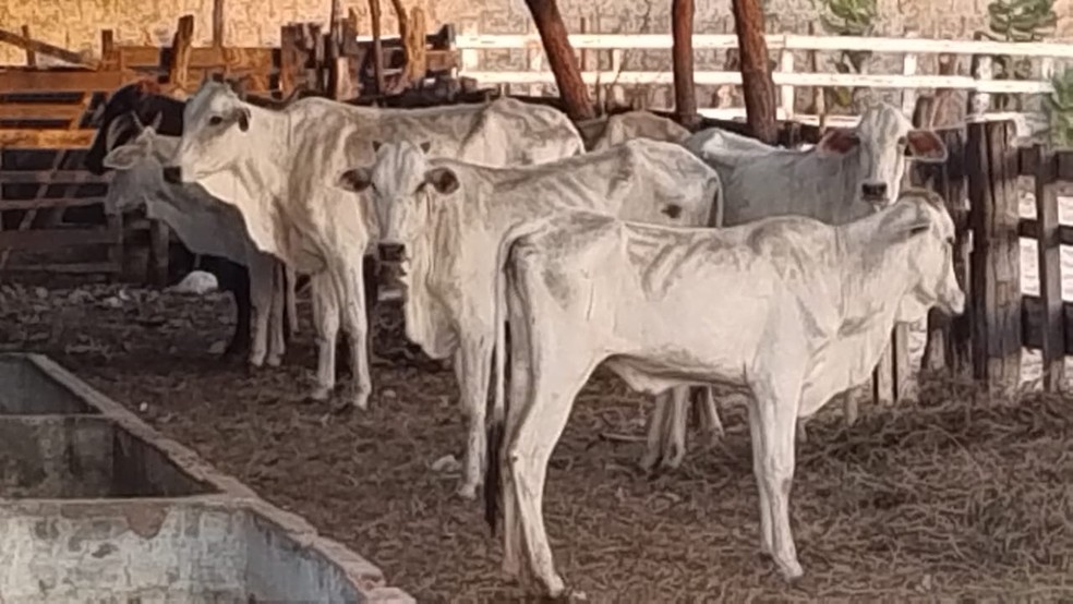 Gado avaliado em R$ 50 mil furtado em Ipanguaçu foi recuperado em Macau — Foto: Divulgação/Polícia Civil