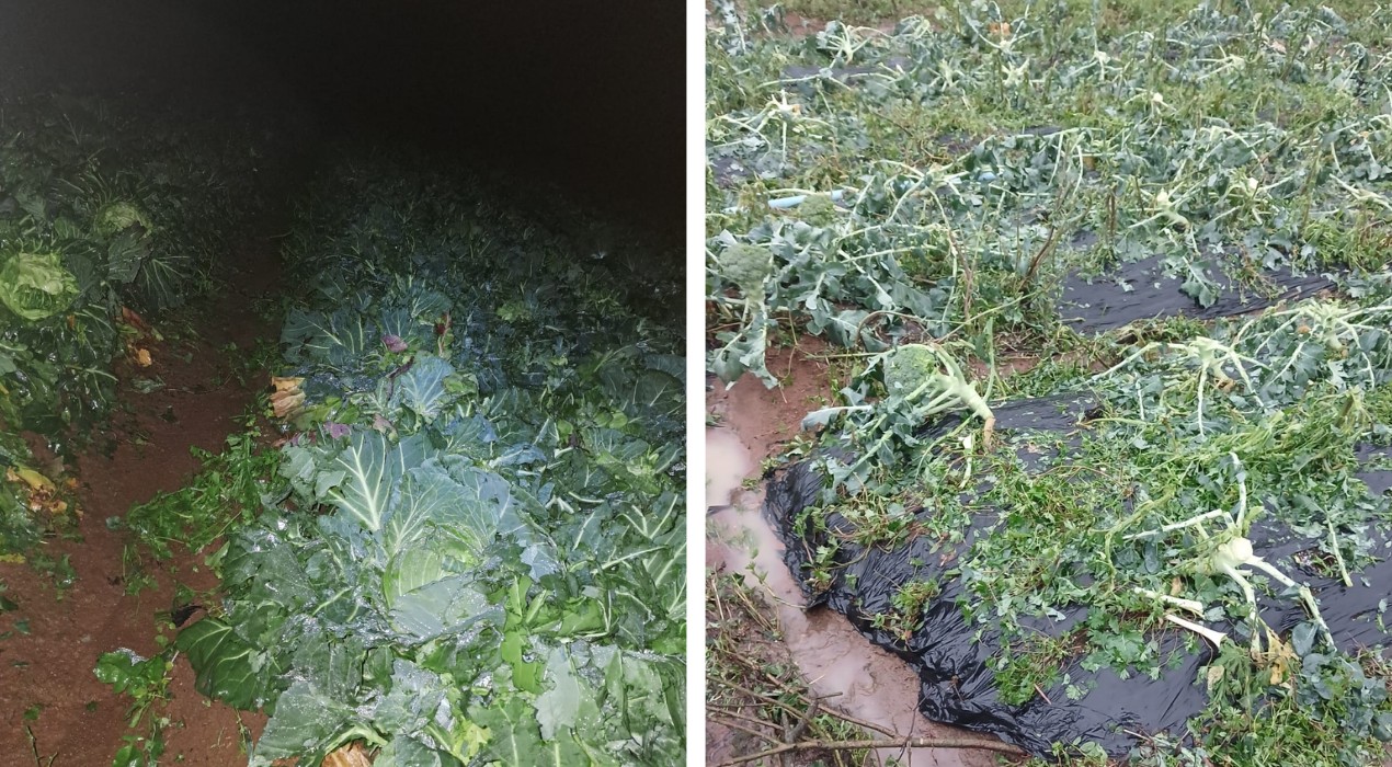 Produtor rural de Piedade perde 100% da safra após chuva de granizo e calcula prejuízo de R$ 200 mil