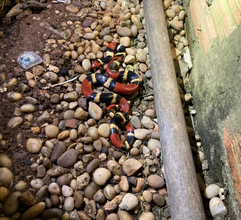 Cobra-coral surge em casa no período da noite e é resgatada pelos bombeiros em MT