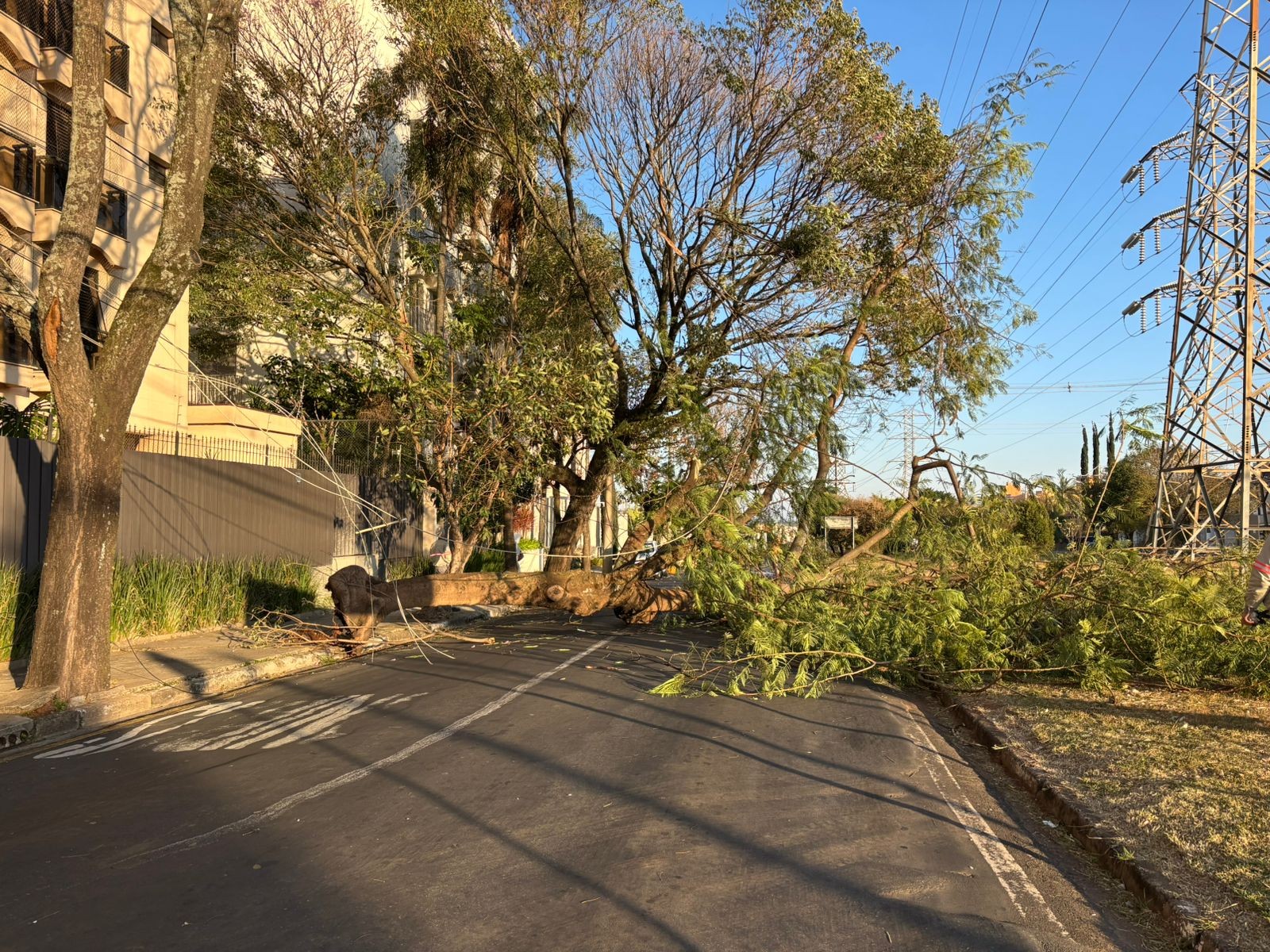 Árvore de grande porte cai sobre fiação e interdita rua em Campinas