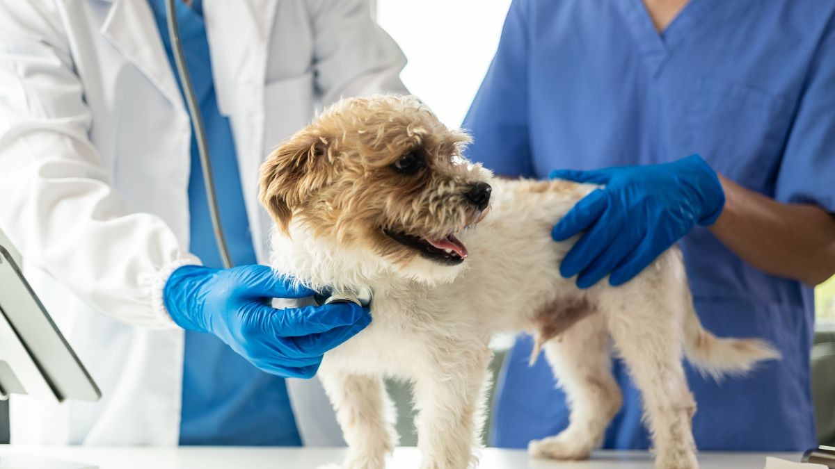 Criciúma ganha clínica veterinária pioneira para formação profissional e cuidado animal