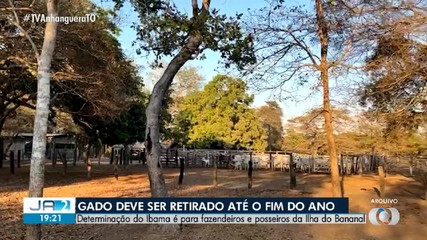 Ibama determina a retirada de gado em fazendas na Ilha do Bananal; saiba mais