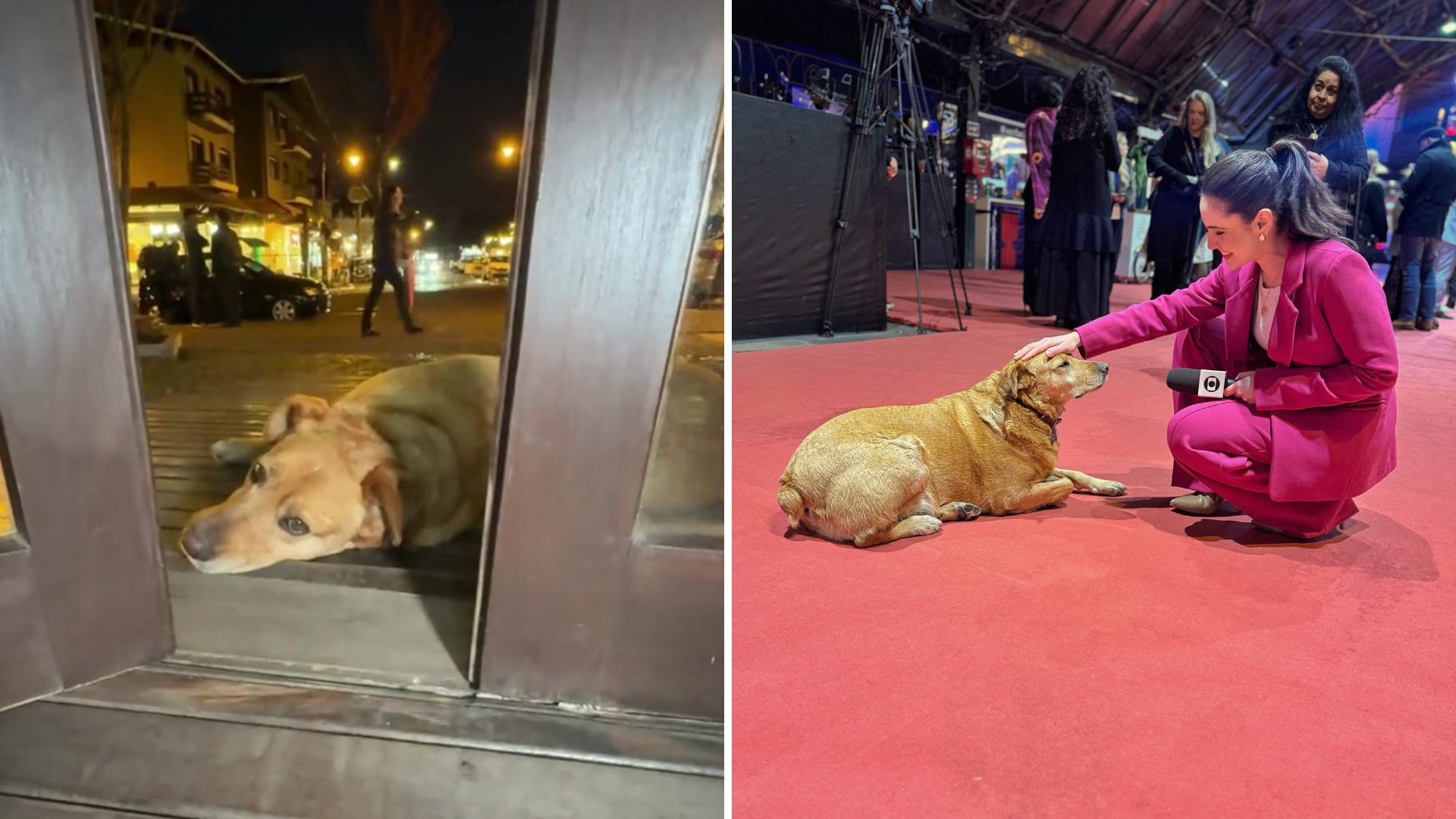 Vira-lata Caramelo vira 'estrela' e ganha passe livre no tapete vermelho do Festival de Cinema de Gramado; VÍDEO