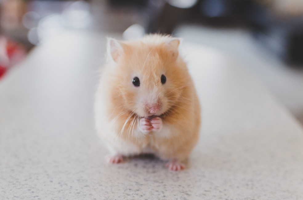 Hamster em imagem de arquivo — Foto: Divulgação
