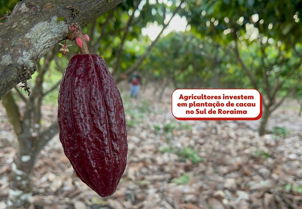Agricultores investem em plantação de cacau e se preparam para primeira  grande safra