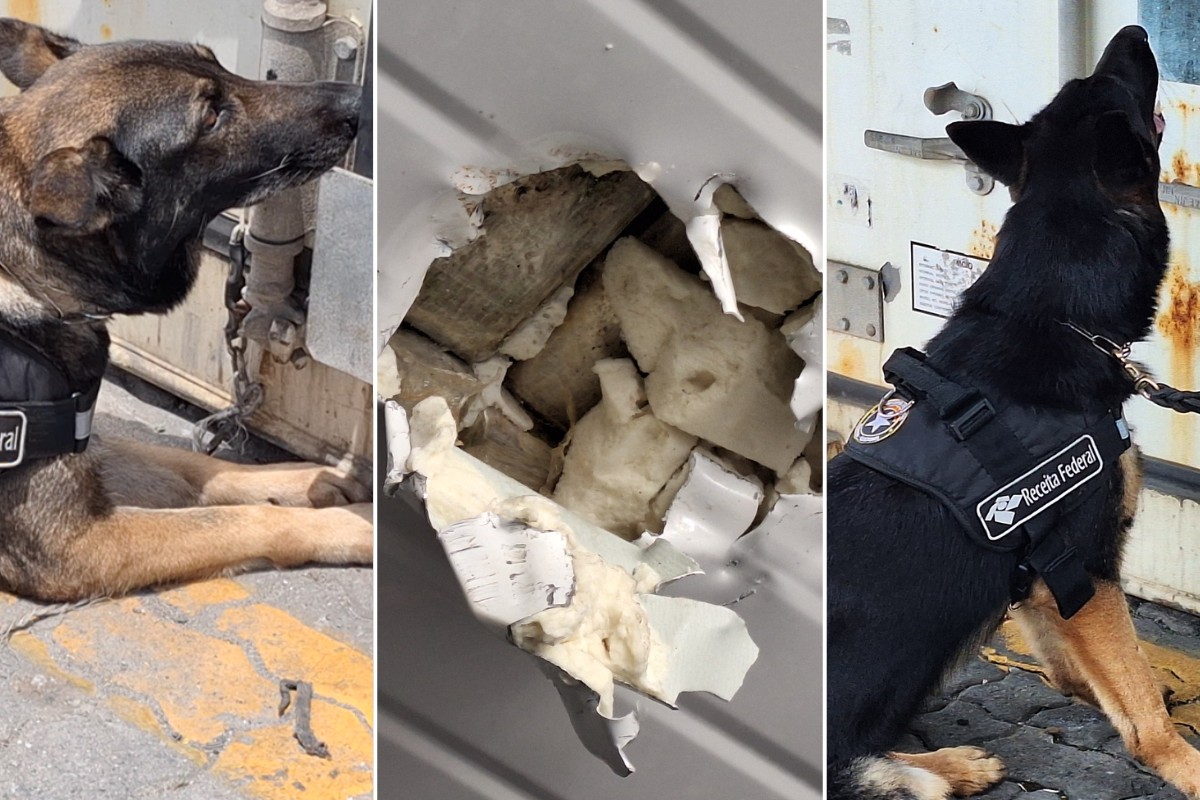 Receita Federal apreende 17 kg de cocaína em carga de bananas no Porto de Santos; VÍDEO