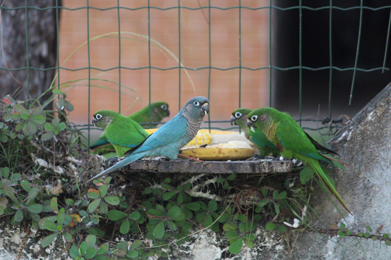 Indivíduo azul da tiriba-de-testa-vermelha chama a atenção no litoral paulista