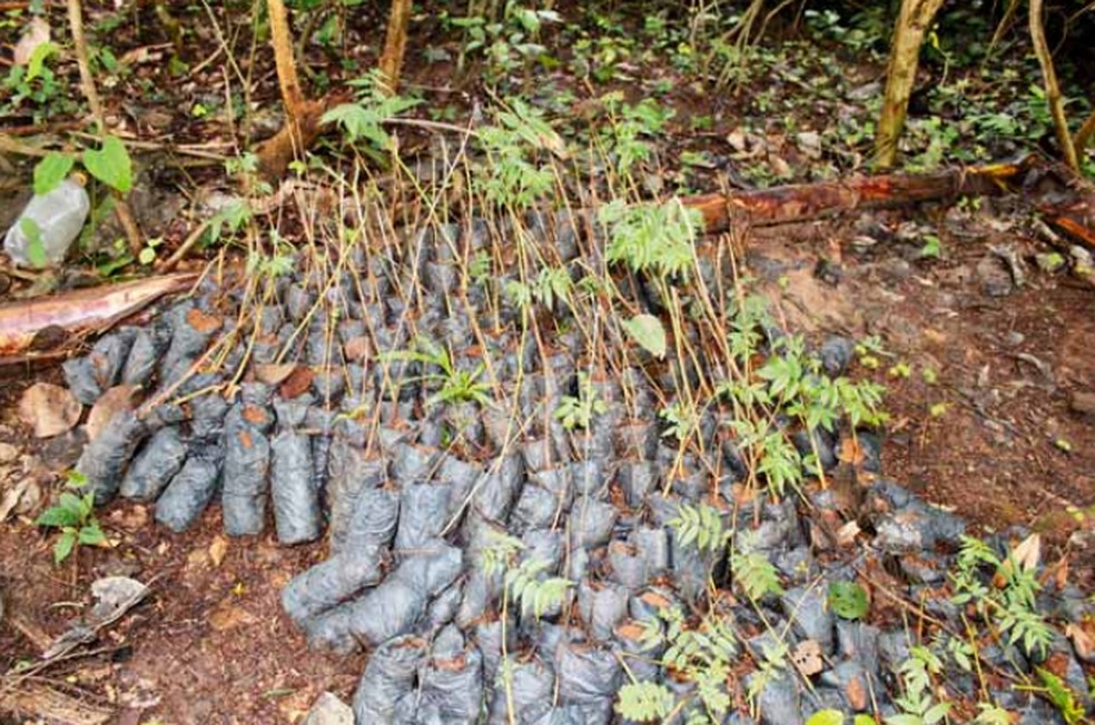 Kanindé destinou as mudas de espécies de madeiras nobres, recebidas por meio de uma doação — Foto: Site Paiter Suruí/Reprodução