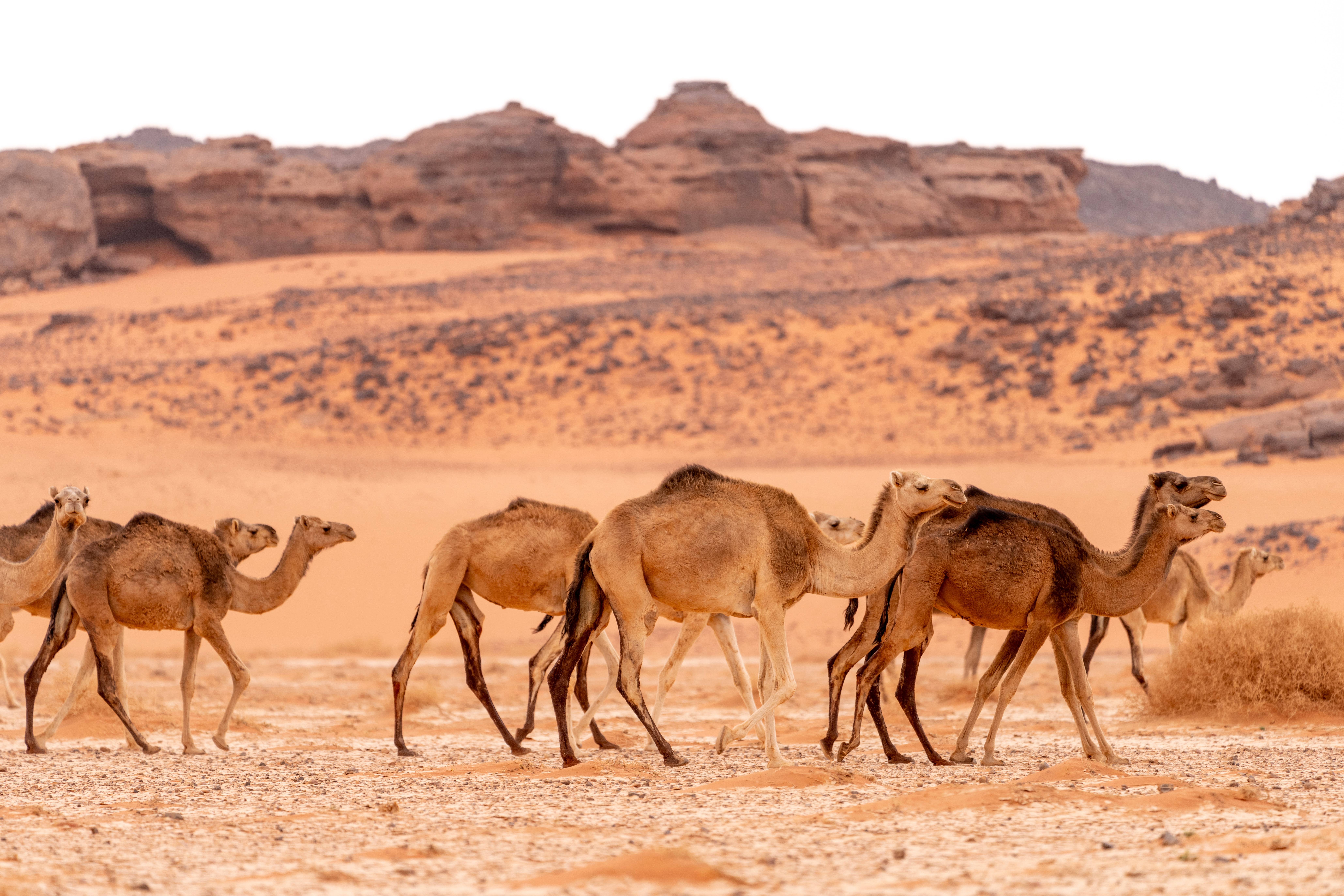 Nem eles aguentam: camelos africanos sofrem com calor excessivo no deserto