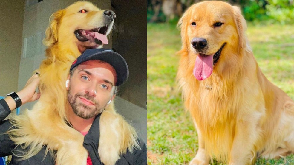 Tutor João Fantazzini Júnior com o cão Joca, Golden Retriever de 5 anos que morreu durante transporte aéreo da Gol — Foto: Arquivo pessoal