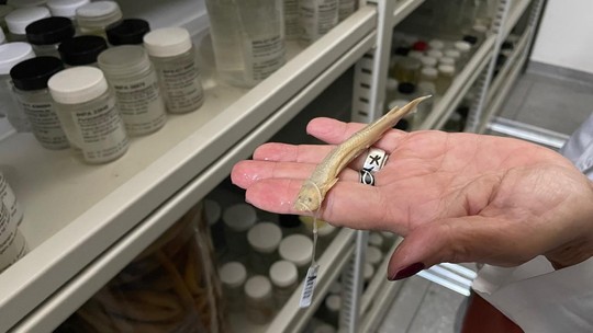 Peixe retirado de pênis de homem vira item de acervo para pesquisa - Foto: (Matheus Castro/g1)