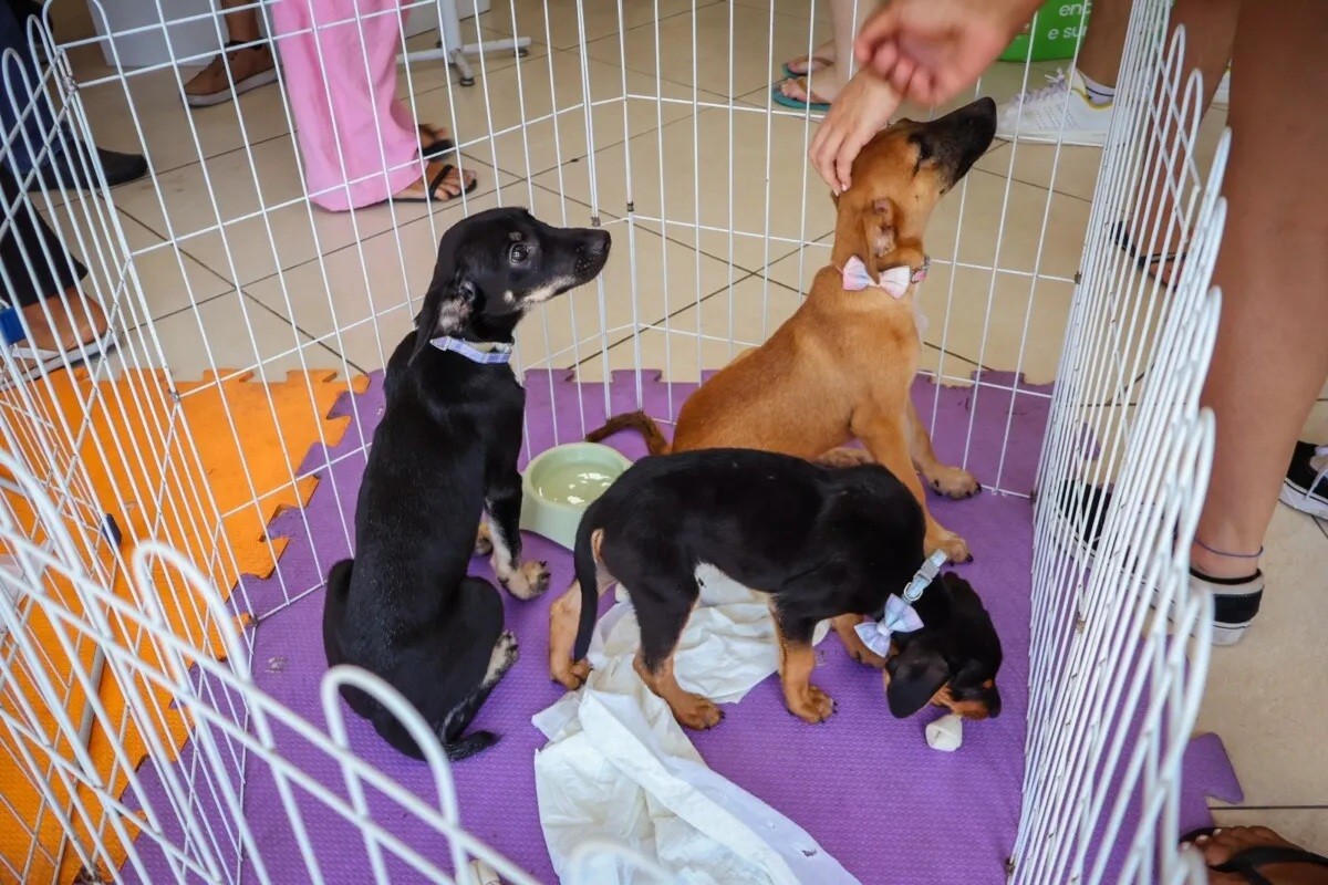 Cabo Frio realiza feira de adoção de cães e gatos neste sábado 