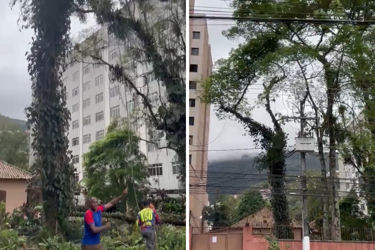 Justiça suspende corte de 38 árvores na Casa do Gato Cinzento, em Teresópolis