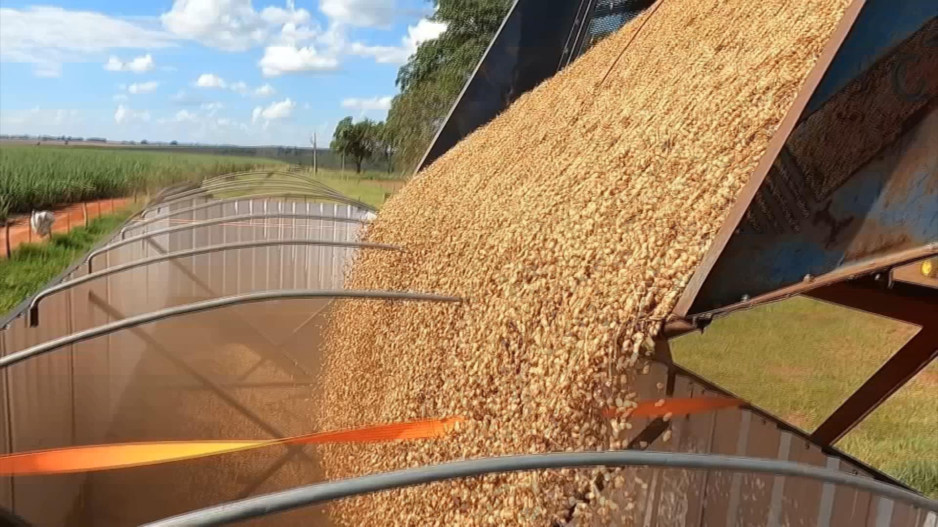 Produtividade despenca nas lavouras de amendoim