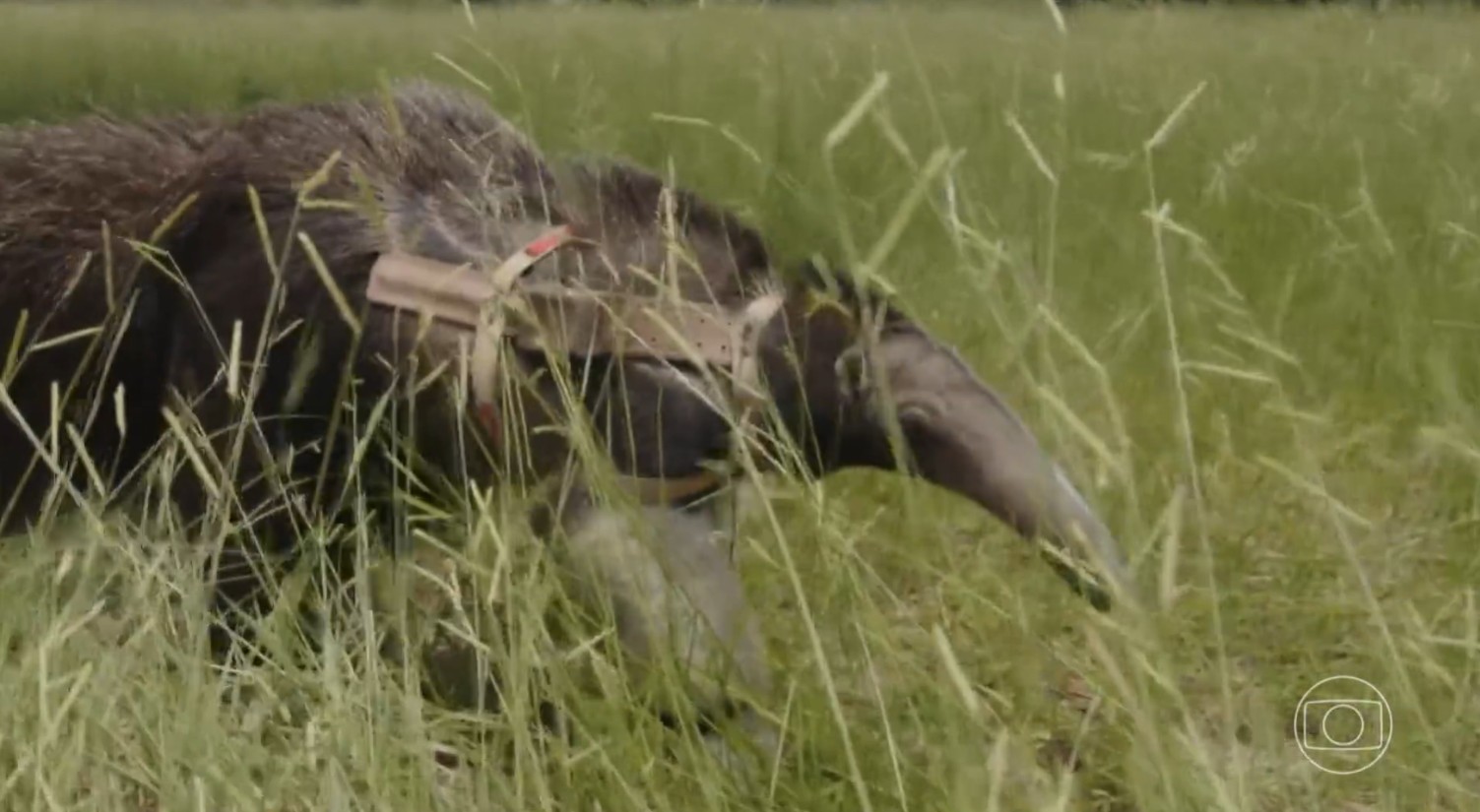 Você Não Tá Convidada pro Meu Bat Mitzvá!