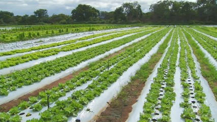 Chuva compromete a produção de hortaliças no estado