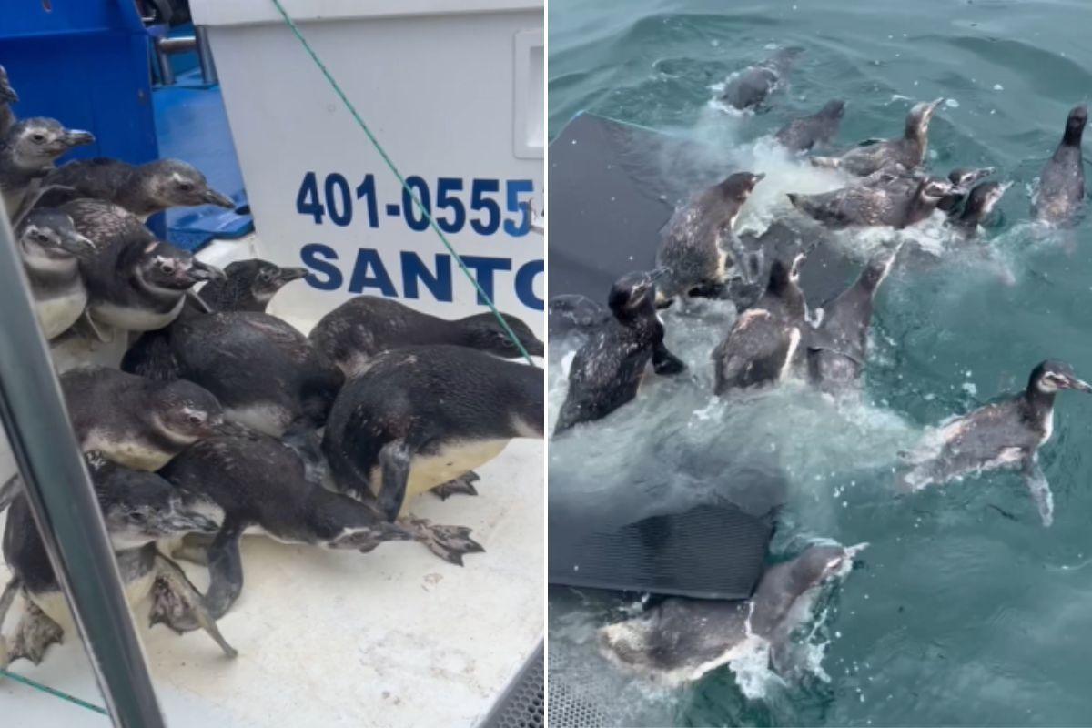 Grupo de pinguins é devolvido ao mar após passar por tratamento no litoral de SP; VÍDEO