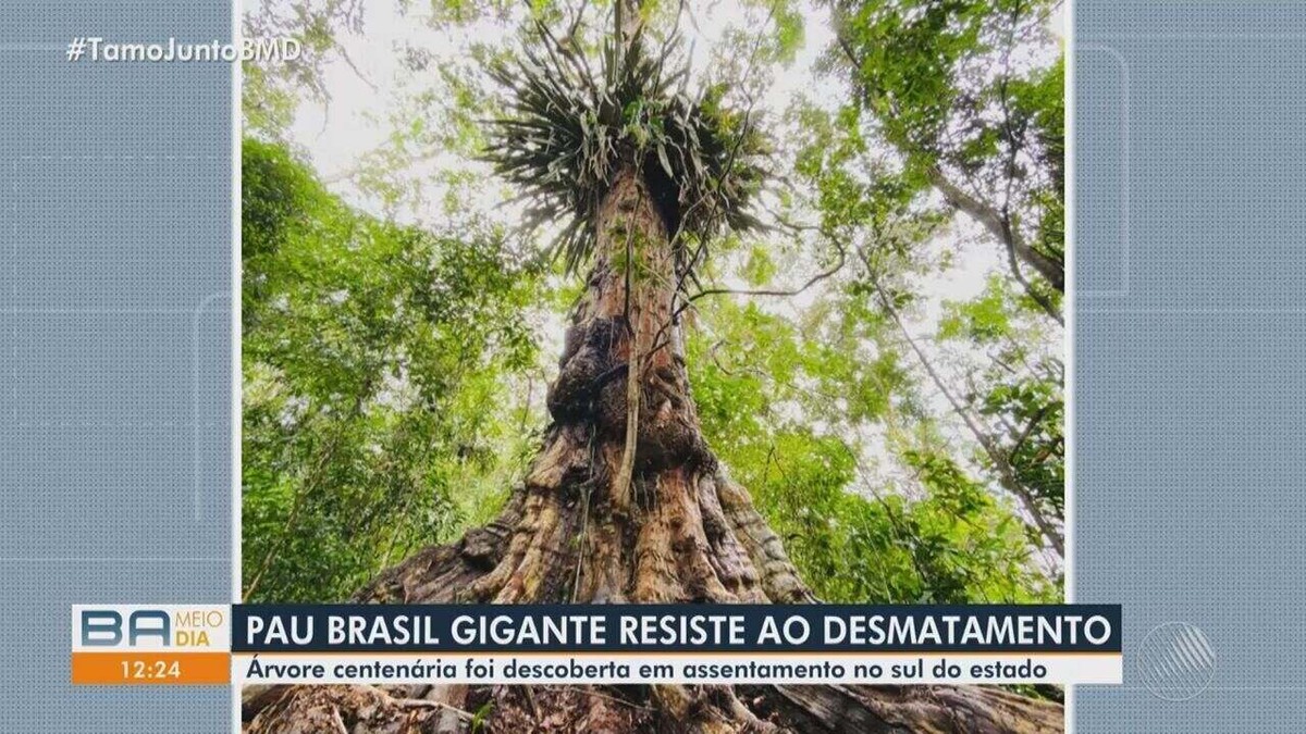 Pau-brasil com 7 metros de circunferência e mais de 500 anos é descoberto  no sul da Bahia