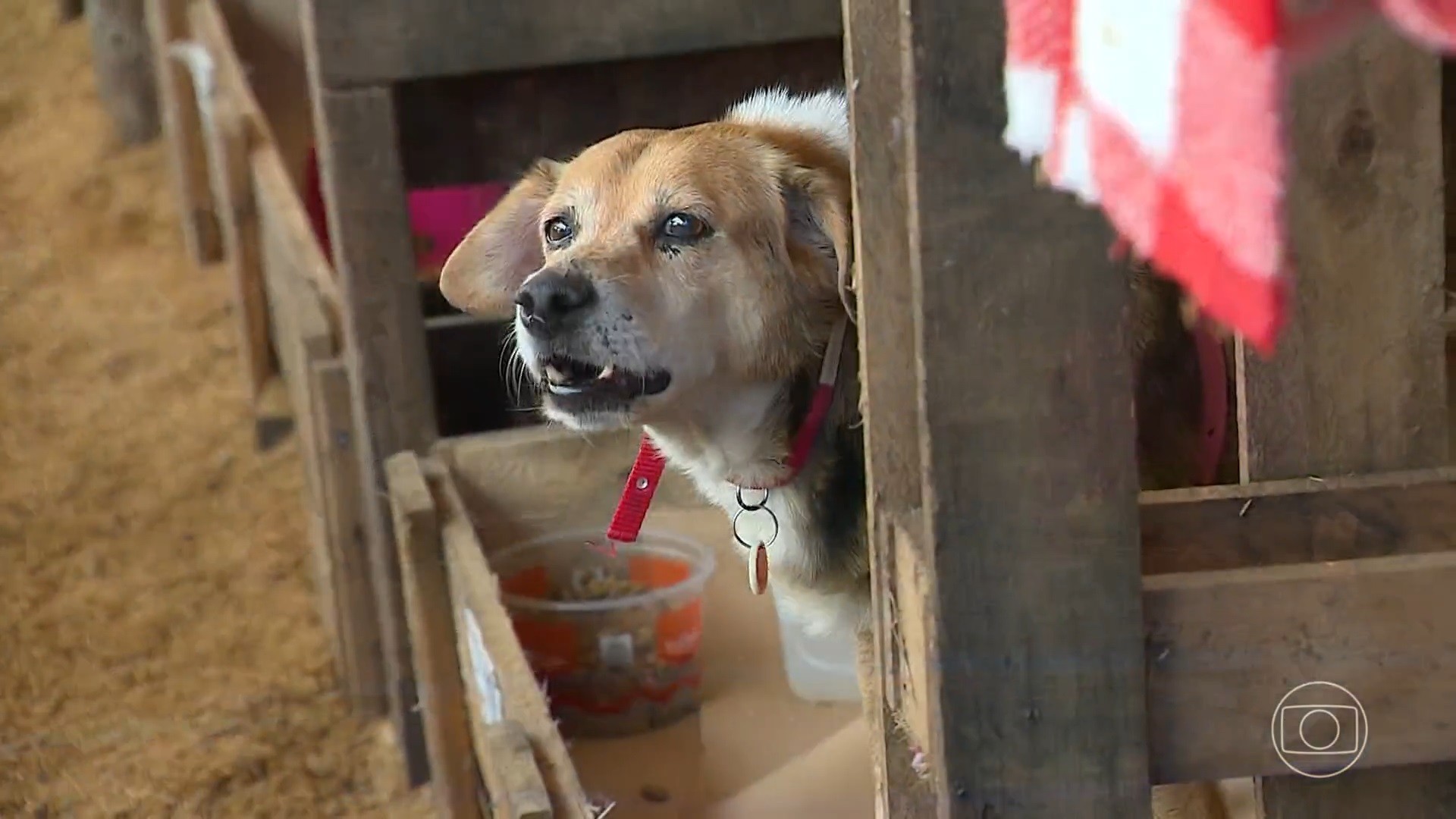 Em Canoas (RS), abrigo para cachorros encontrados na enchente pede ajuda para cuidar de mais de 2 mil animais 