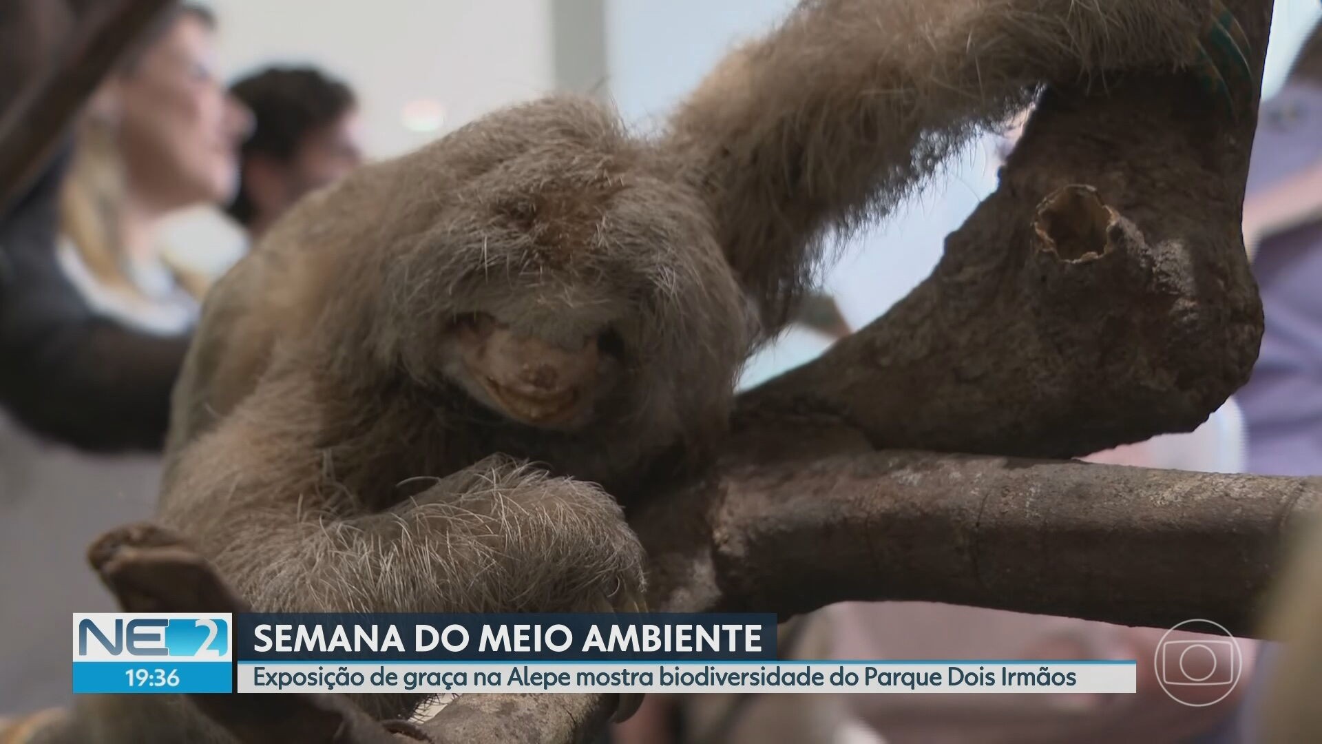 VÍDEOS: NE2 de terça-feira, 3 de junho de 2025