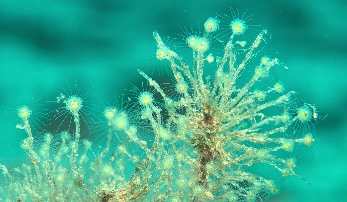 Fenômeno invisível afeta audição de peixes e ameaça a vida marinha no Brasil e no mundo