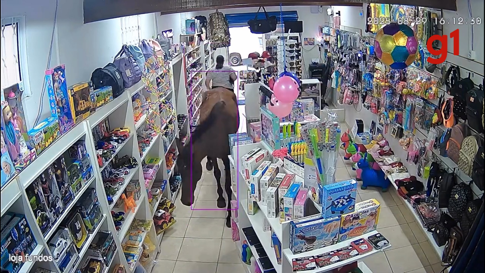 VÍDEO: Cavalo perdido invade loja e 'passeia' por prateleiras no interior de SP