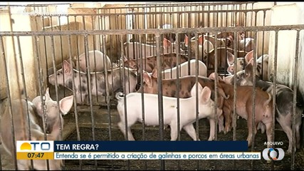 Entenda quais as regras para criação de galinhas e porcos em áreas urbanas