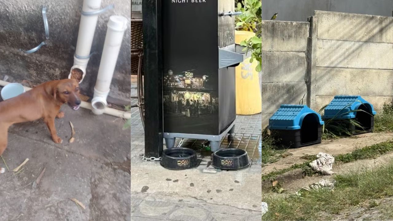 Dia de São Francisco de Assis: moradores de Divinópolis dão exemplo de solidariedade com animais de rua