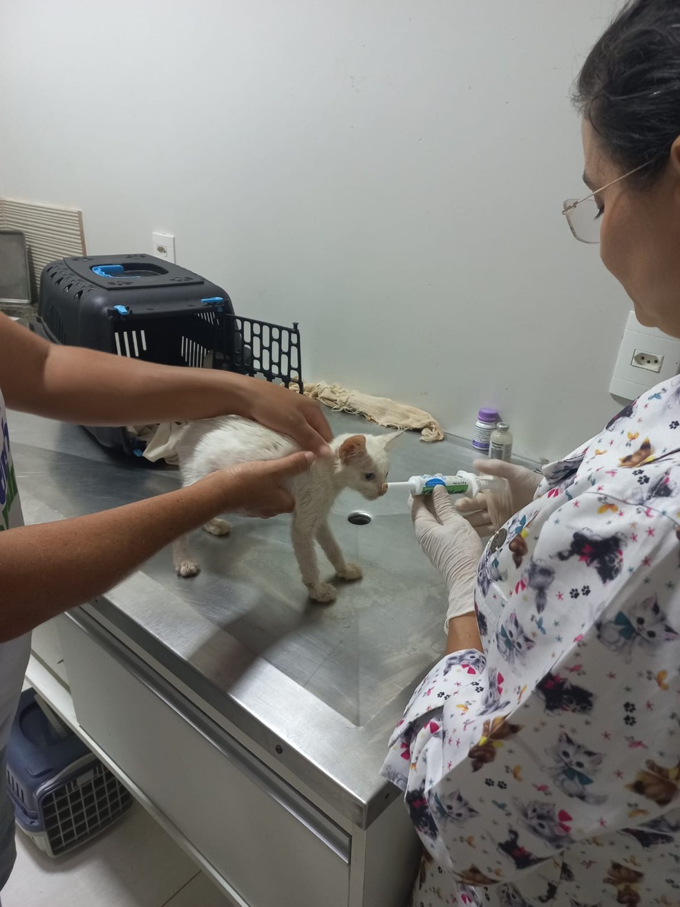 Gatos recebem tratamento em clínica de Palmas — Foto: Divulgação/Evelyn da Frota/arquivo pessoal