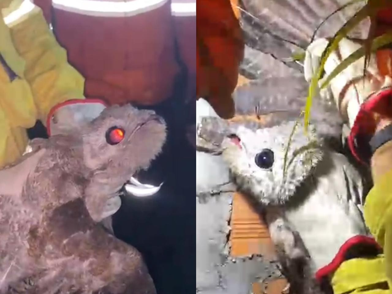 ‘Ave fantasma’ é encontrada ferida e resgatada em Ji-Paraná, RO