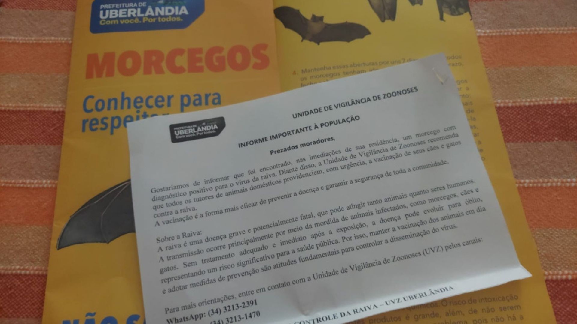 Vacinação de cães e gatos é convocada no bairro Santa Mônica após caso de raiva em morcego; entenda