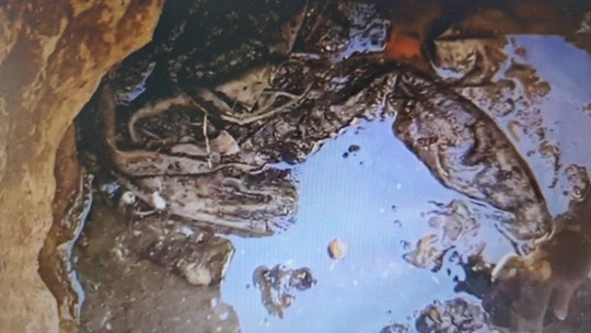 Feto é encontrado durante desentupimento da rede de esgoto de condomínio em Uberaba, diz polícia