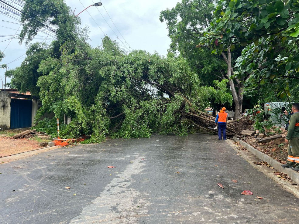 Árvore de grande porte cai e interdita avenida Celso Pinheiro na Zona Sul de Teresina — Foto: Anielle Brandão / TV Clube