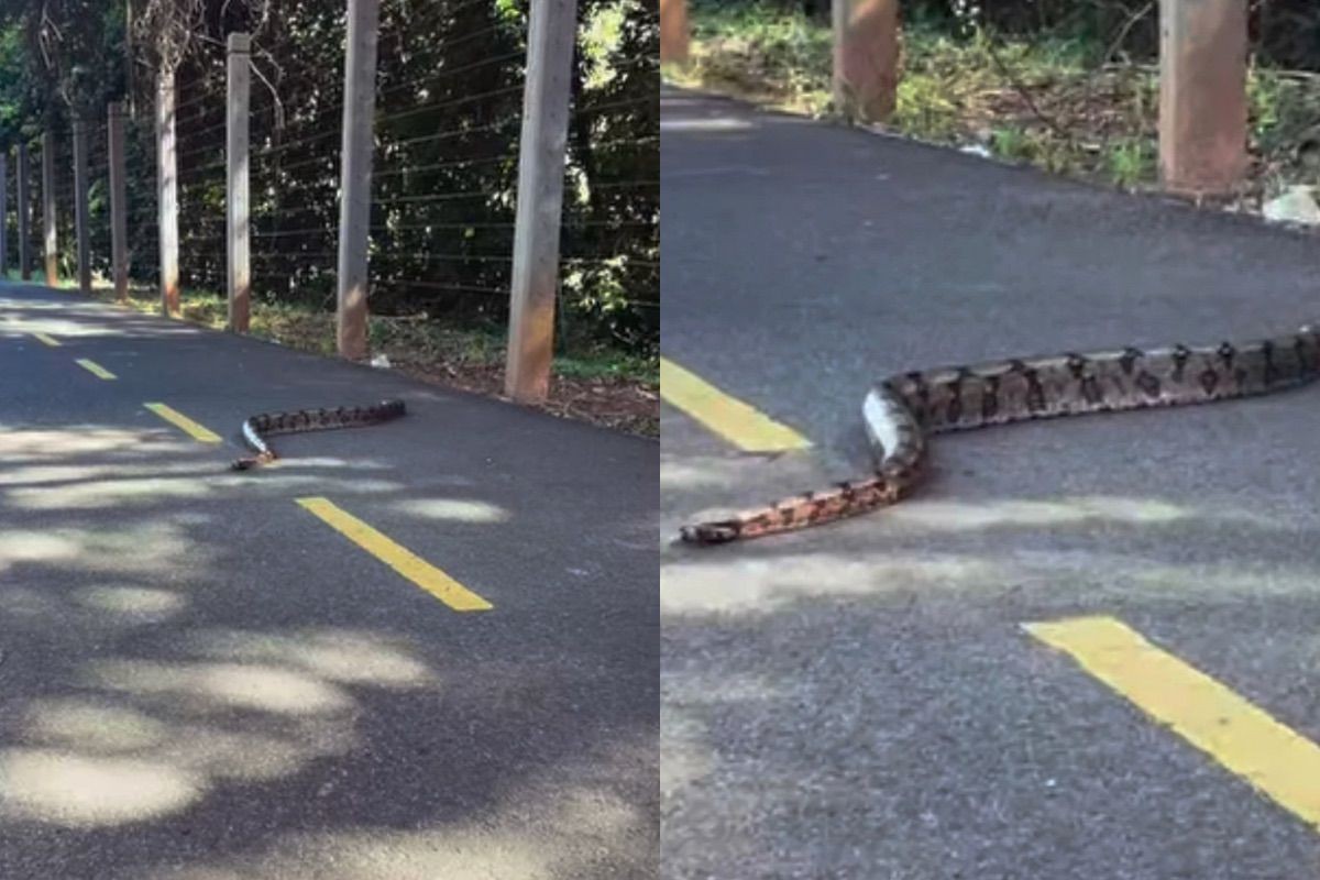 Jiboia passeia por ciclovia e é flagrada por empresária em MS; veja VÍDEO