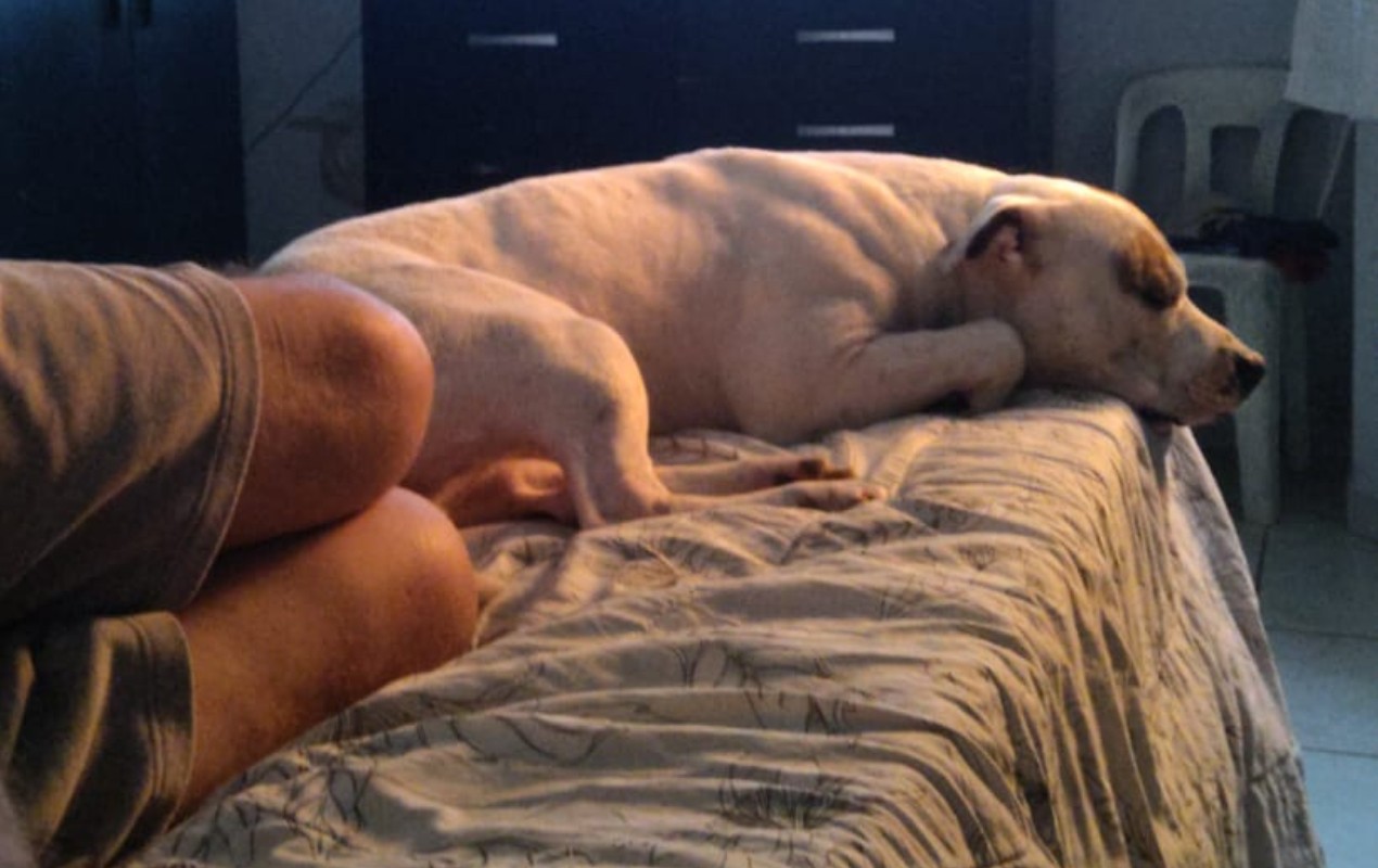 Pitbull morre após ser baleado por guarda municipal em Salto; tutor denuncia caso à Corregedoria