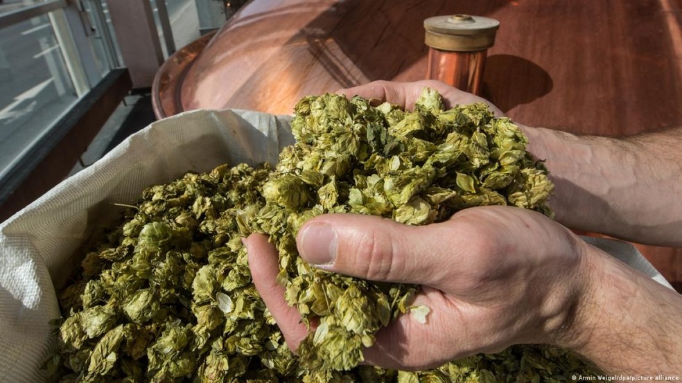 Área global de cultivo de lúpulo, ingrediente fundamental na fabricação da cerveja, diminuiu 5,5%, — Foto: Armin Weigel/dpa/picture alliance