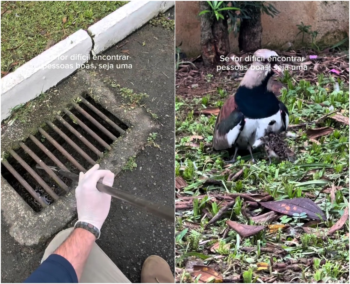 Filhotes de quero-quero presos em bueiro 'correm' para a mãe após resgate em SC; VÍDEO