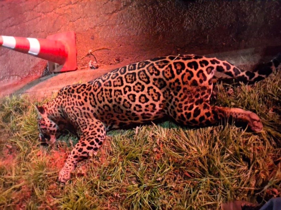 Onça-pintada morre ao ser atropelada em Lucas do Rio Verde — Foto: Reprodução