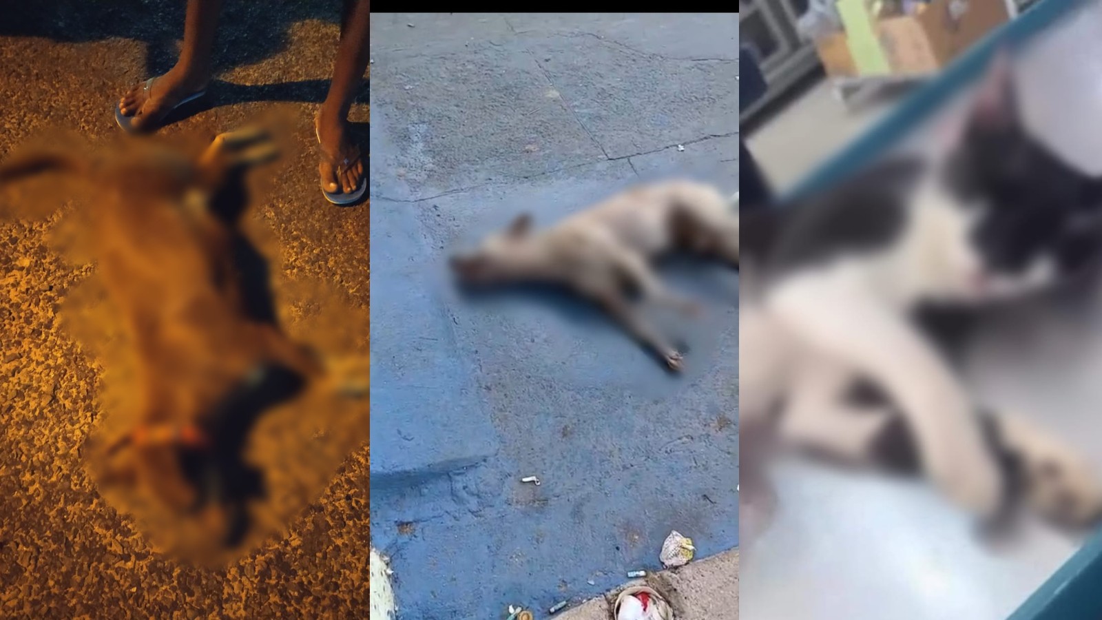 Cães e gatos são achados mortos com mutilações e sinais de envenenamento no PI