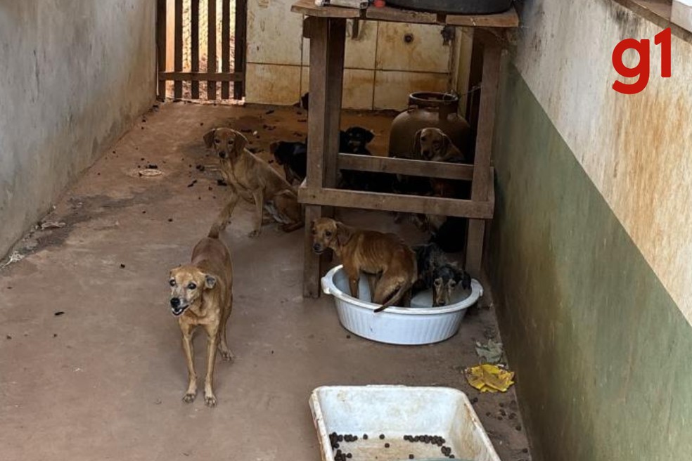 20 cachorros e 5 gatos são resgatados em estado de desnutrição em MT — Foto: Polícia Militar