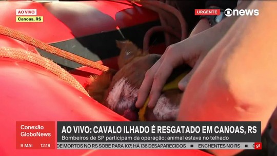 Cavalo resgatado em telhado no RS na verdade é uma égua - Programa: Conexão Globonews 