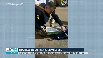 PRF apreende quase 200 aves silvestres transportadas em gaiolas inadequadas na BR-153