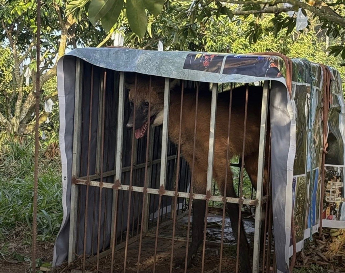 Lobo-guará é resgatado em Bom Jesus do Itabapoana e solto em área de preservação