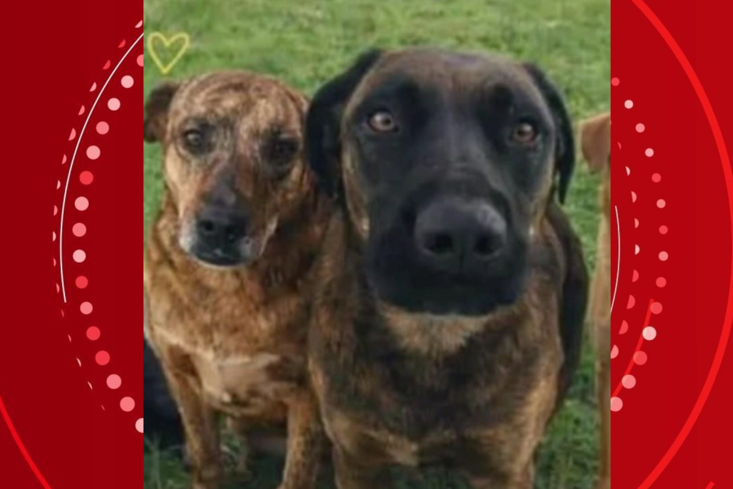 Investigação diz que foi premeditada a retirada e abandono de cães que sumiram de pátio do Mercado Livre